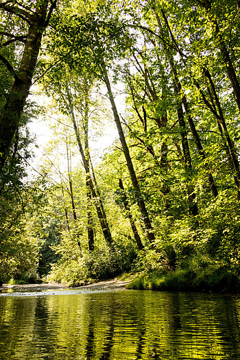 Nature, Rivers, Trees, Forest, Foliage HD phone wallpaper
