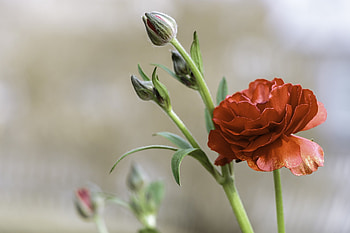 Ranunculus, Flowers, Macro, Buds, Red HD wallpaper