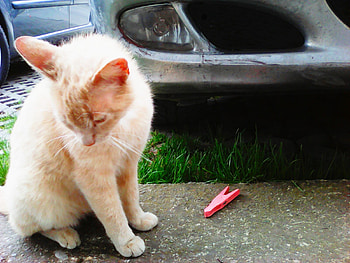Ginger cat, outdoor, cats, cute, animals HD wallpaper