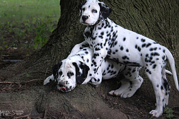 *** Charming Dalmatians ***, dogs, charming, dalmatians, animals HD wallpaper