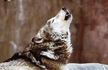 Howling Wolf, howling, wolves, animals, dogs, nature, wolf HD wallpaper