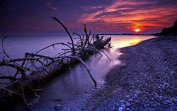 SUNSET SHORE, night, sea, trees, landscapesunset HD wallpaper