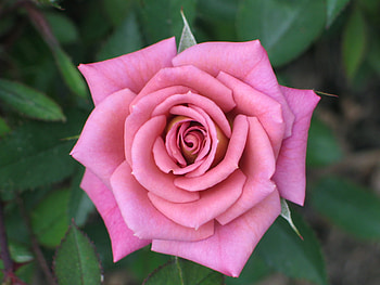rose, grace flower, love HD wallpaper