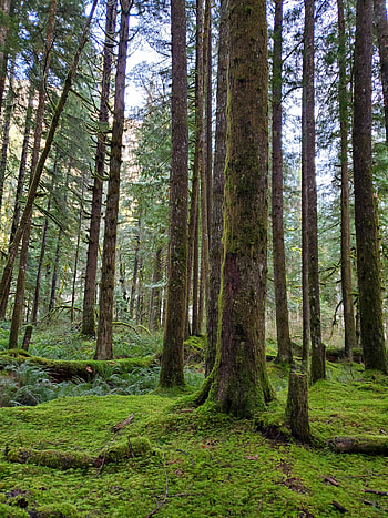 Nature, Trees, Pine, Forest, Moss HD phone wallpaper