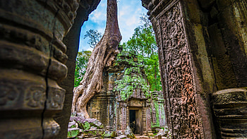 Ta Prohm, Temple, Angkor Wat, Cambodia HD wallpaper