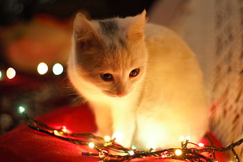 Charming white kitten surrounded by colorful Christmas lights, evokes festive warmth. HD wallpaper