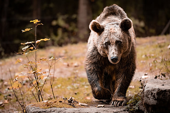 Animal, bear HD wallpaper