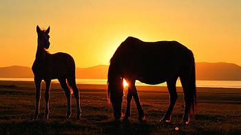 Beauty of Sunset, horse, sky, nature, sunset HD wallpaper