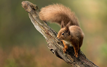 Squirrel, animal, wooden, log HD wallpaper