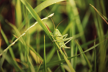 Grasshopper, Grass insect, Mobile backgrounds HD wallpaper
