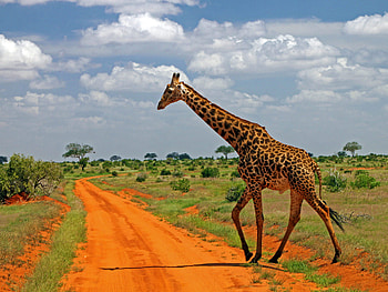 Giraffe family, Giraffidae, Tallest living, Land animal HD wallpaper