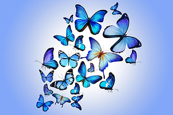 Butterflies, Art, Multicolored, Motley, , Drawing, Handsomely, It's Beautiful HD wallpaper