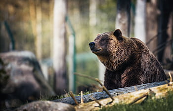 Close-up of a grizzly bear sitting peacefully in a forest setting, showcasing its powerful presence. HD wallpaper