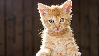 Cute kitten , Steemit, Cute kitten HD wallpaper