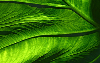 green leaf, close-up, 3D textures, leaves textures, background with leaf, leaf patterns, macro, natural textures, leaf textures, leaves patterns HD wallpaper