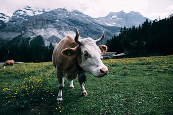 Brown cow with bell grazing in scenic Swiss Alps pasture. HD wallpaper