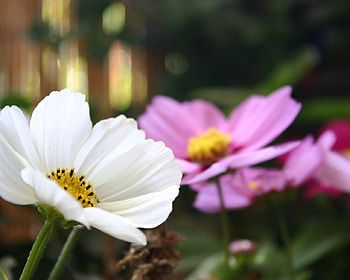 White & Pink Flowers, summer, pink, white, garden, beautiful, flowers, spring HD wallpaper