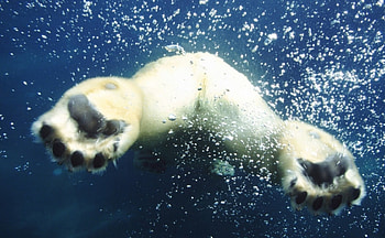 polar bear swimming, polar, water, paws, bear HD wallpaper
