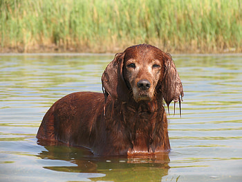 Animals, Rivers, Spaniel, Dog, Wet, Ears, Cocker HD wallpaper
