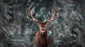 Snow, Reindeers HD wallpaper