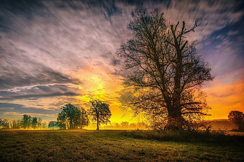 Spring trees, Sunset, Birds, Sky, Trees HD wallpaper