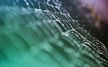Web, Drops, Macro, Dew HD wallpaper