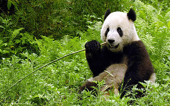 Panda With Bamboo, Animals, White, Green, Panda, Black, Bamboo HD wallpaper