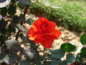 RUBY RED ROSE, rose, leaves, alone, red HD wallpaper