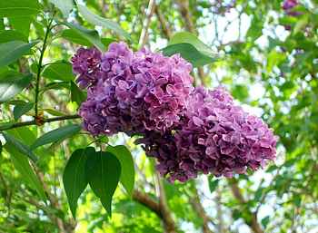Flowers, Lilac, Bloom, Flowering, Branch, Greens, Sharpness HD wallpaper