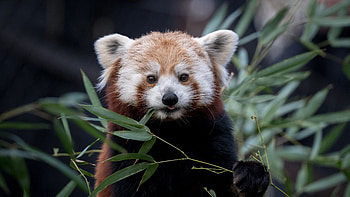 Brown Black Cub Panda Is Standing On Blur Green Leaves Plants Background Panda HD wallpaper
