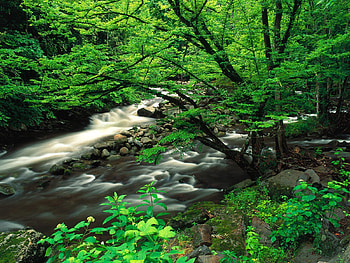 Landscape, Rivers, Trees HD wallpaper
