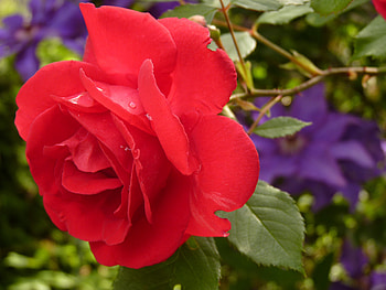Flowers, Drops, Rose Flower, Rose, Petals, Bud HD wallpaper