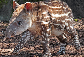 Tapir, , Background , Striking visuals HD wallpaper