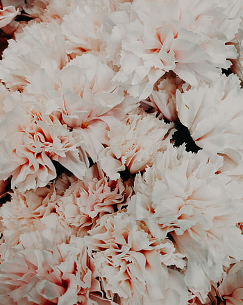 Flowers, Pink, Petals, Close-Up, Bouquet HD phone wallpaper