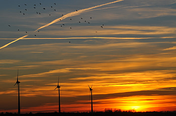 Landscape, Nature, Birds, Sunset, Sky, Twilight, Dusk, Evening HD wallpaper