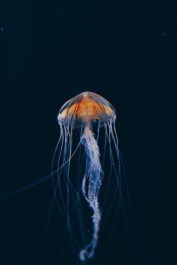 Nature, Water, Jellyfish, Dark, Beautiful, Underwater World HD phone wallpaper