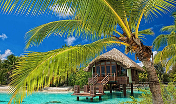 Travelling to bungalows, Beach bungalow, Palm trees, Tropical water views HD wallpaper