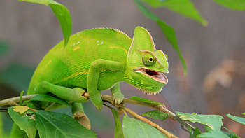 Green Chameleon Lizard Is Sitting On Tree Branch In Blur Background Lizard HD wallpaper