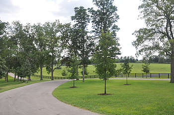 Winding Road on a Horse Farm, Road, Green, Quiet, peaceful HD wallpaper