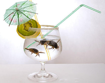 beetle juice, straw, nice funny, others, juice, beetle, lemon, insects HD wallpaper