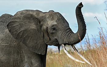 Animals, Savanna, Elephant, Africa, Trunk, Tusks HD wallpaper
