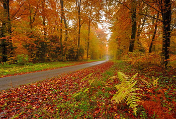 Autumn-Trees-Road, , trees, autumn, road, beautiful HD wallpaper