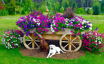 white dog and flowers, dogs, old, wagon, flowers HD wallpaper