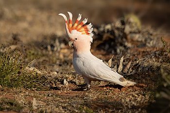 Cockatoo, Animals, Best Pets, 2022 HD wallpaper