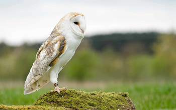 Best owl , , Nature's wonders, on Mac HD wallpaper