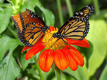 Sharing sweets, butterflies, black, leaves, flower, orange HD wallpaper