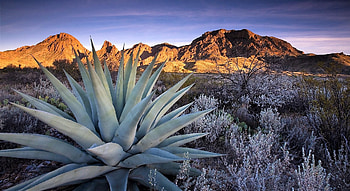 Big Bend National Park Texas, texas, national park, mountains, cactus HD wallpaper