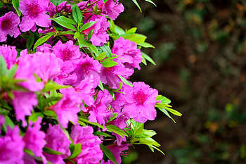 Spring Flowers, nature flowers, scenic nature, purple flowers HD wallpaper