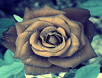 fantasy rose, delecate, plants, soft, nice, rose, pretty, blossoms, bud, nature, flowers, blooms, lovely HD wallpaper