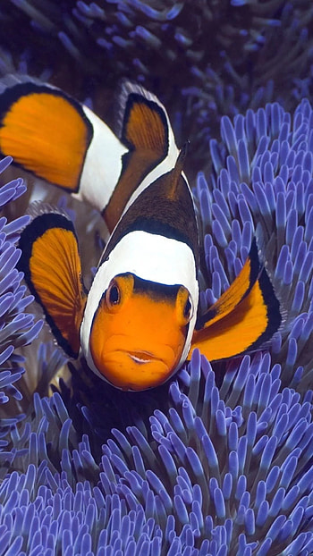 Tropical fish , and stunning, Mesmerizing aquatic creatures, Tropical paradise HD phone wallpaper